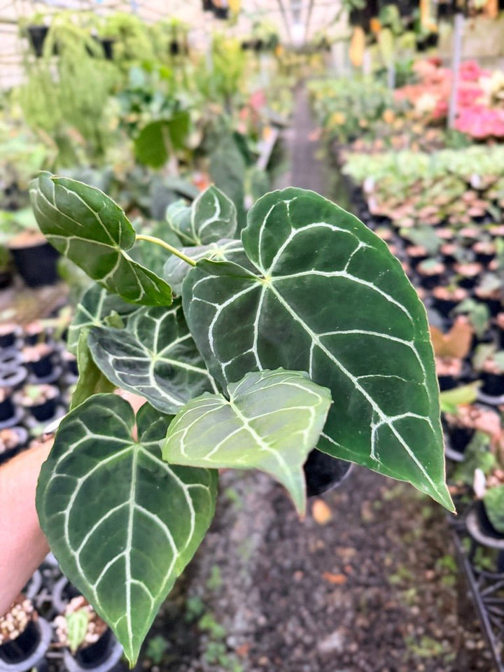 Handpicked 135 - Anthurium Crystallinum - Multi Headed | Uprooted