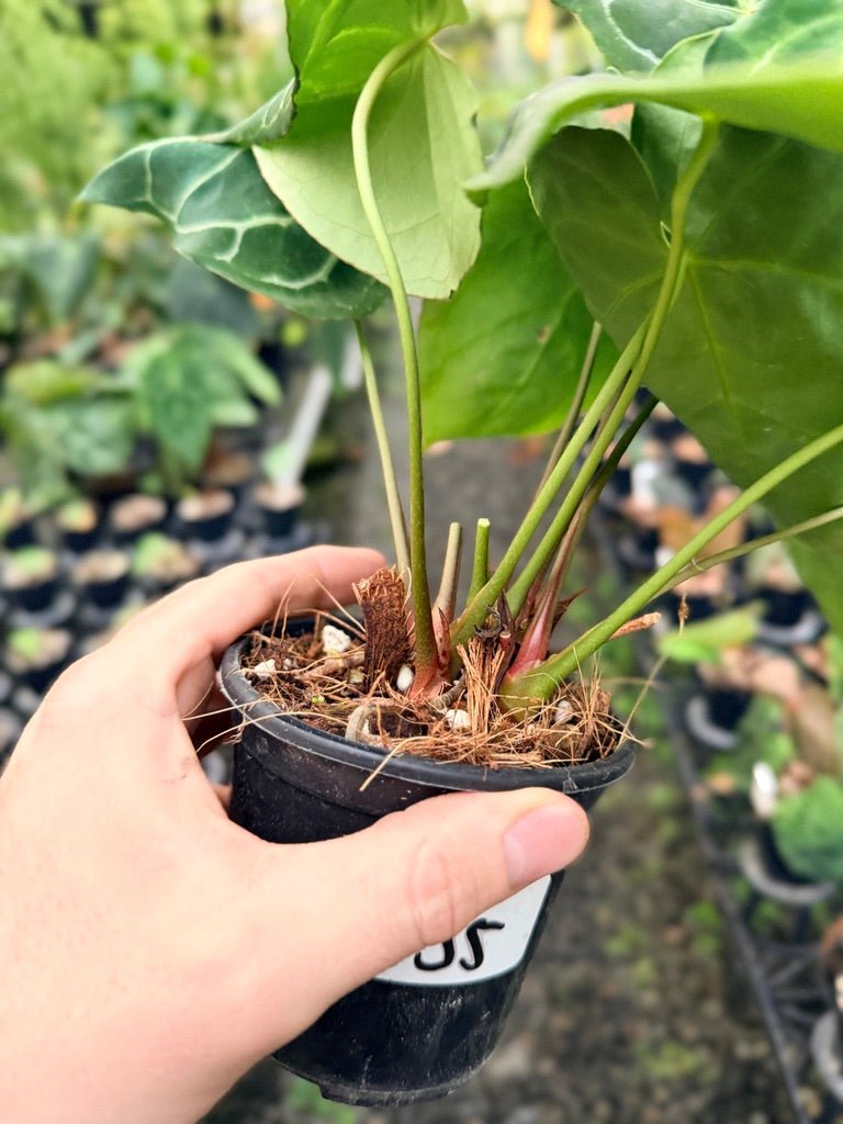 Handpicked 135 - Anthurium Crystallinum - Multi Headed | Uprooted