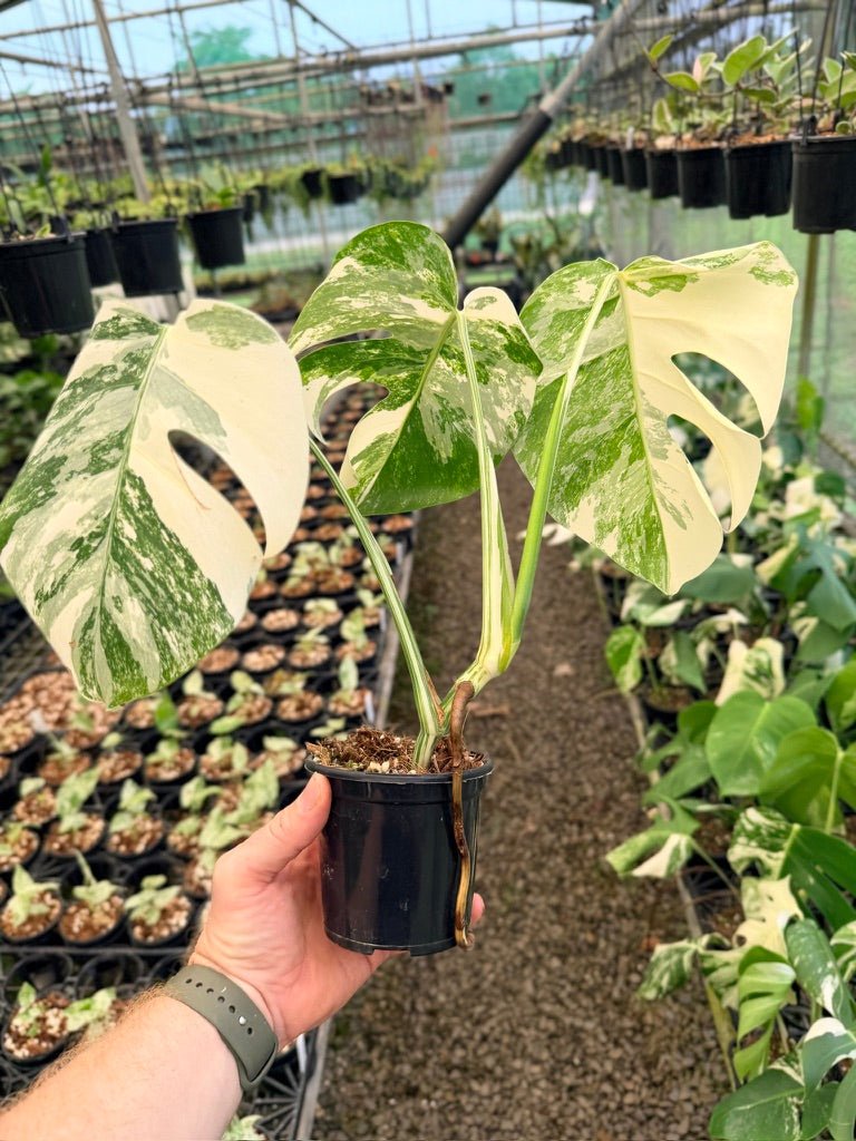 Handpicked 135 - Monstera Deliciosa Borsigiana Variegated Albo | Uprooted