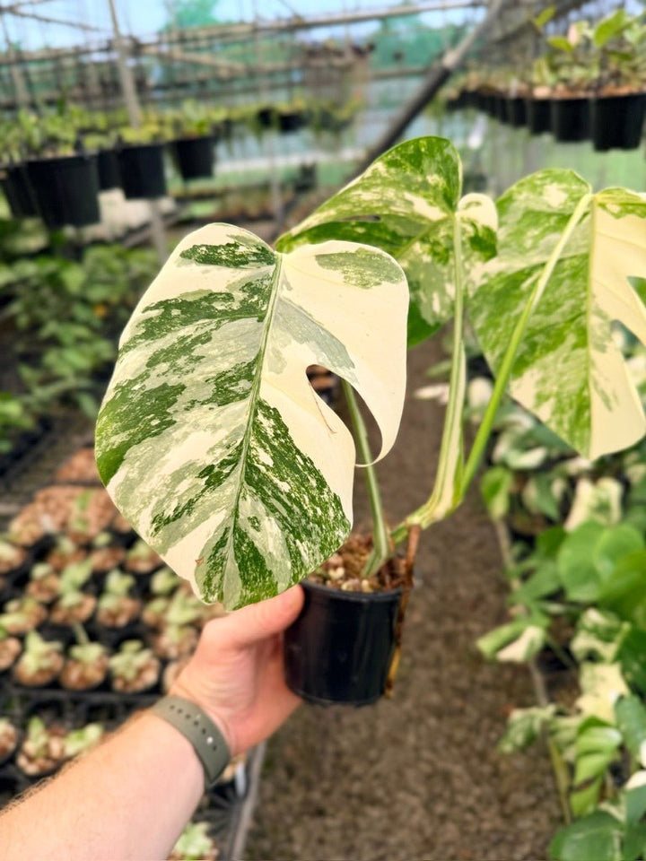 Handpicked 135 - Monstera Deliciosa Borsigiana Variegated Albo | Uprooted