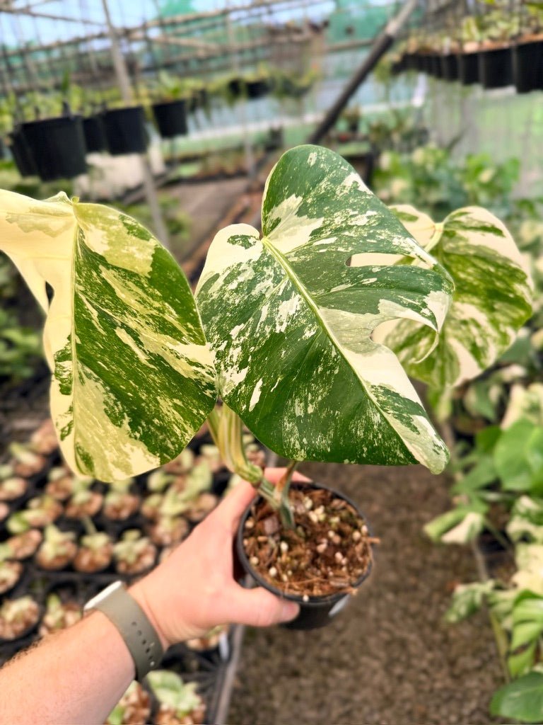Handpicked 135 - Monstera Deliciosa Borsigiana Variegated Albo | Uprooted