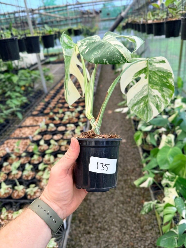 Handpicked 135 - Monstera Deliciosa Borsigiana Variegated Albo | Uprooted