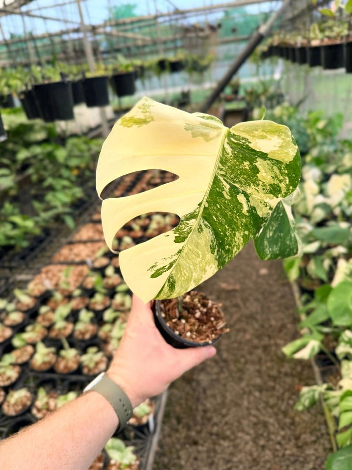 Handpicked 135 - Monstera Deliciosa Borsigiana Variegated Albo | Uprooted