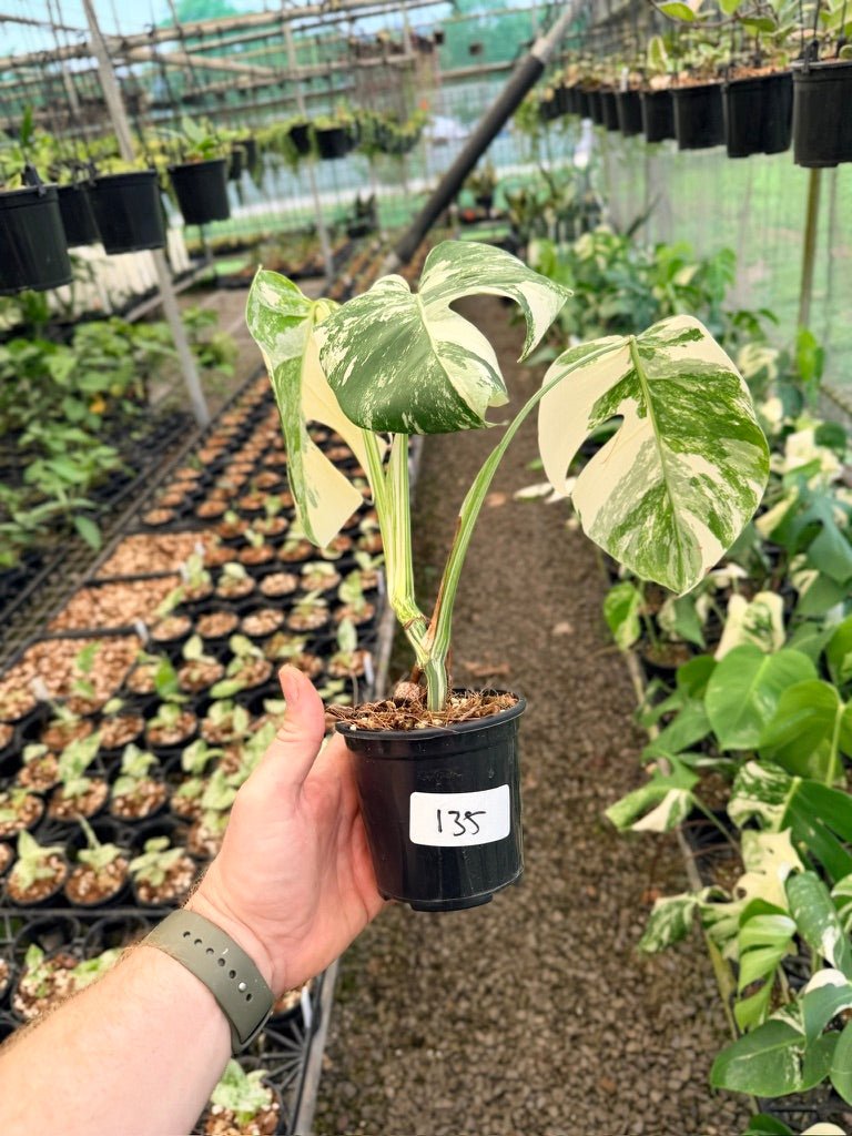 Handpicked 135 - Monstera Deliciosa Borsigiana Variegated Albo | Uprooted