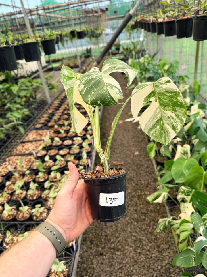 Handpicked 135 - Monstera Deliciosa Borsigiana Variegated Albo | Uprooted