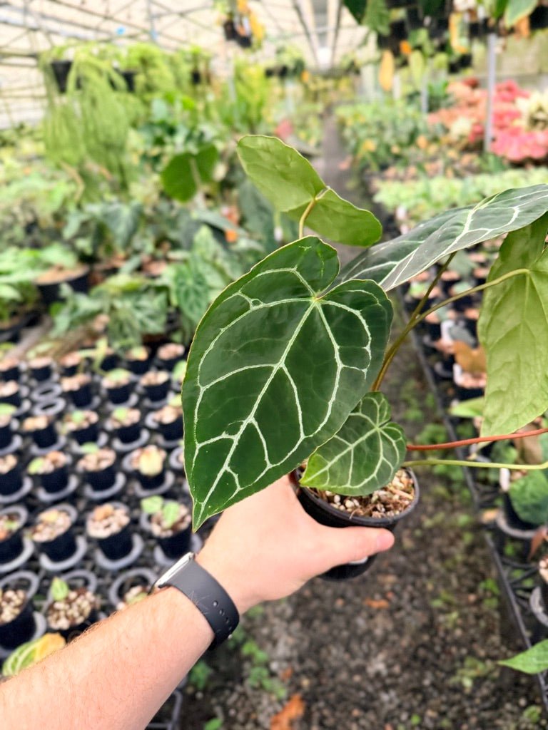 Handpicked 137 - Anthurium Crystallinum - Multi Headed | Uprooted