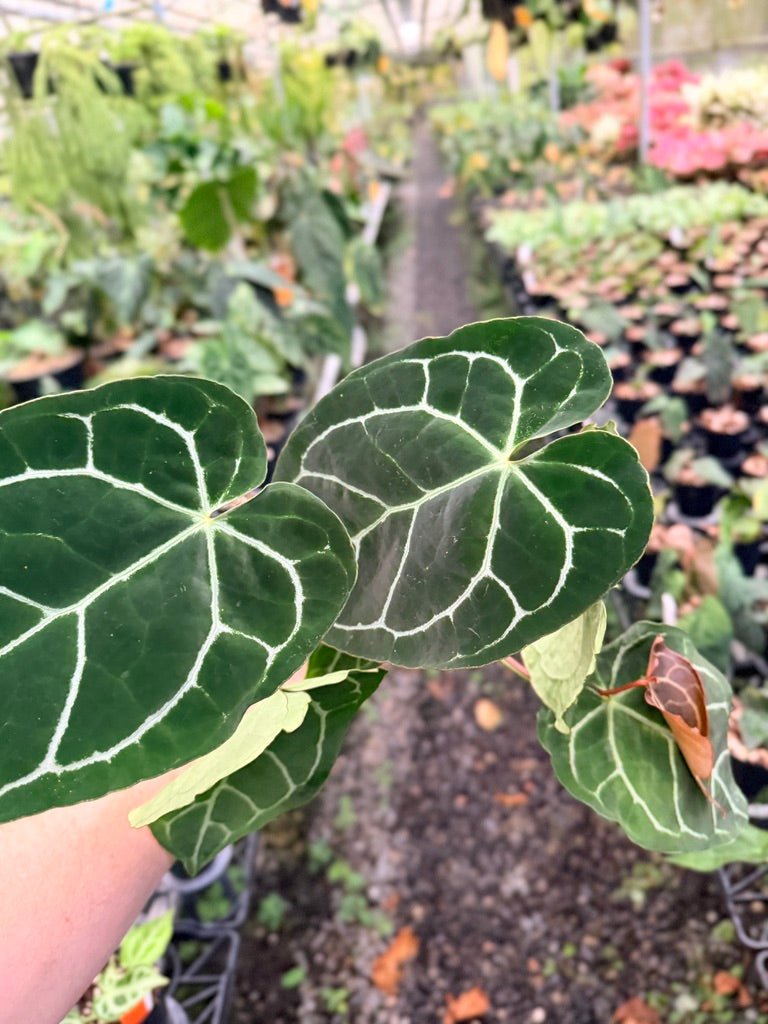 Handpicked 137 - Anthurium Crystallinum - Multi Headed | Uprooted