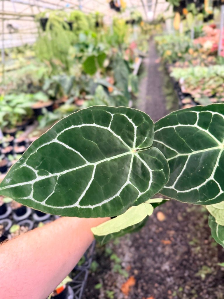 Handpicked 137 - Anthurium Crystallinum - Multi Headed | Uprooted