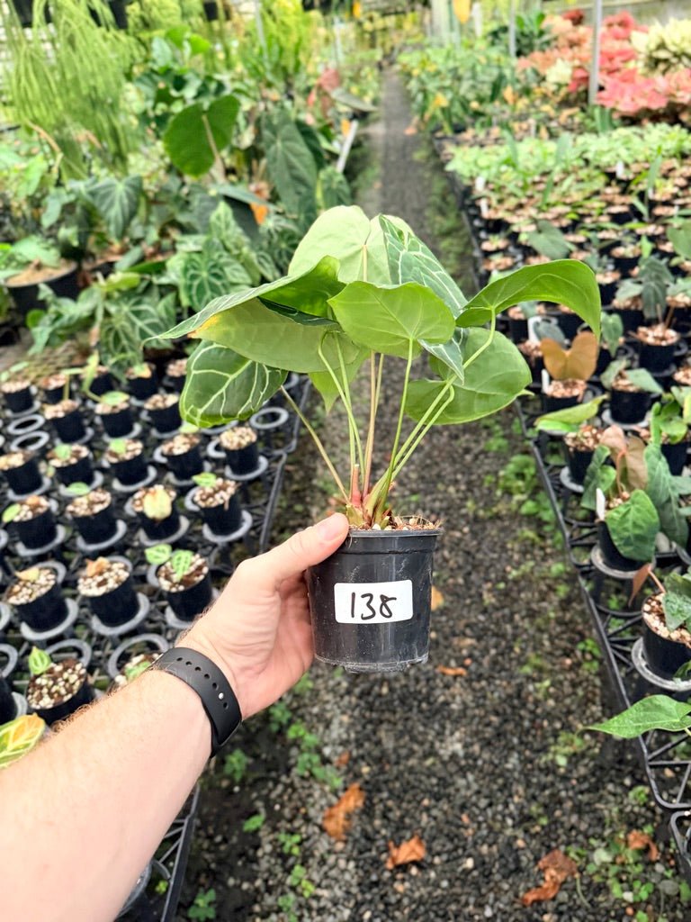 Handpicked 138 - Anthurium Crystallinum - Multi Headed | Uprooted