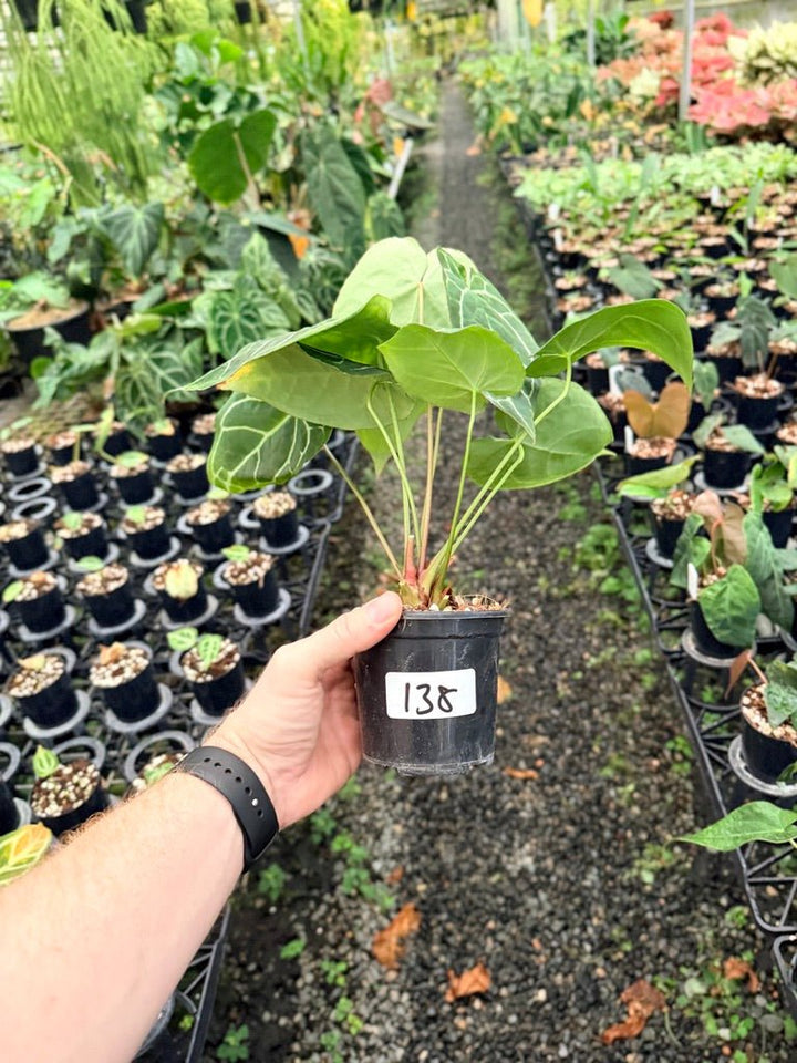 Handpicked 138 - Anthurium Crystallinum - Multi Headed | Uprooted