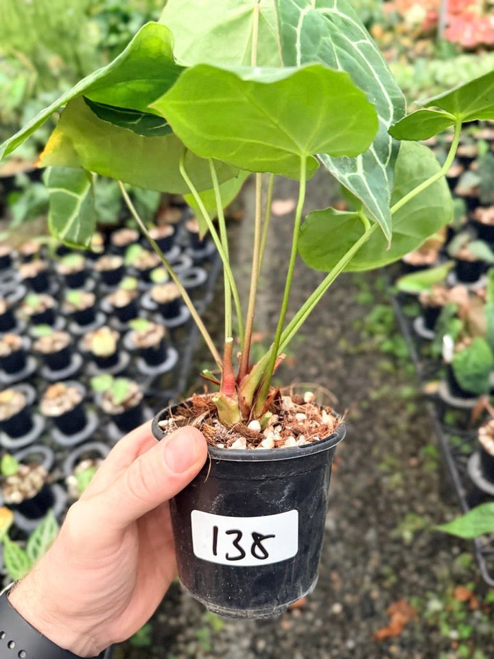 Handpicked 138 - Anthurium Crystallinum - Multi Headed | Uprooted