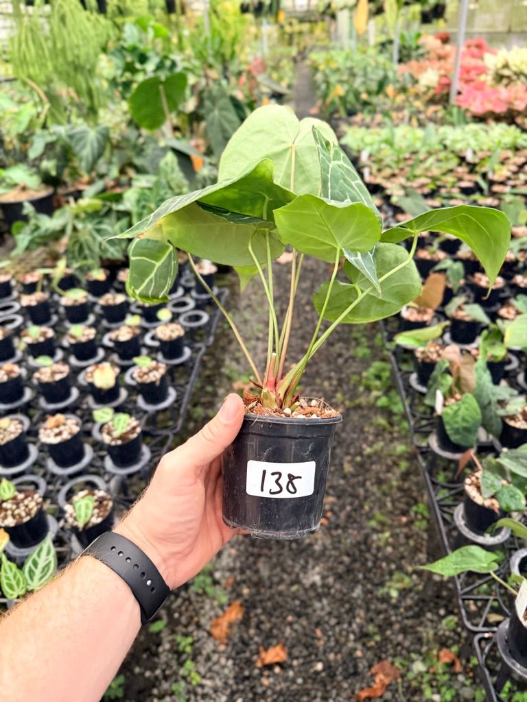 Handpicked 138 - Anthurium Crystallinum - Multi Headed | Uprooted