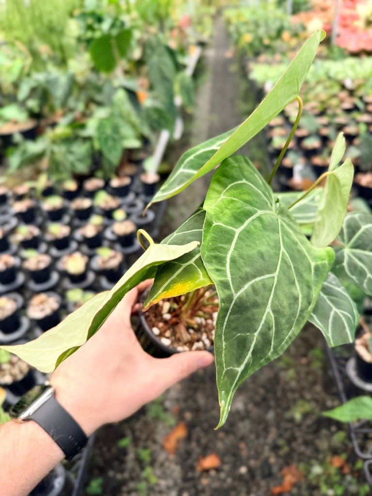Handpicked 138 - Anthurium Crystallinum - Multi Headed | Uprooted