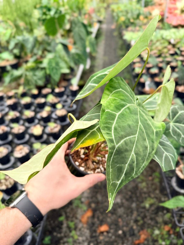 Handpicked 138 - Anthurium Crystallinum - Multi Headed | Uprooted