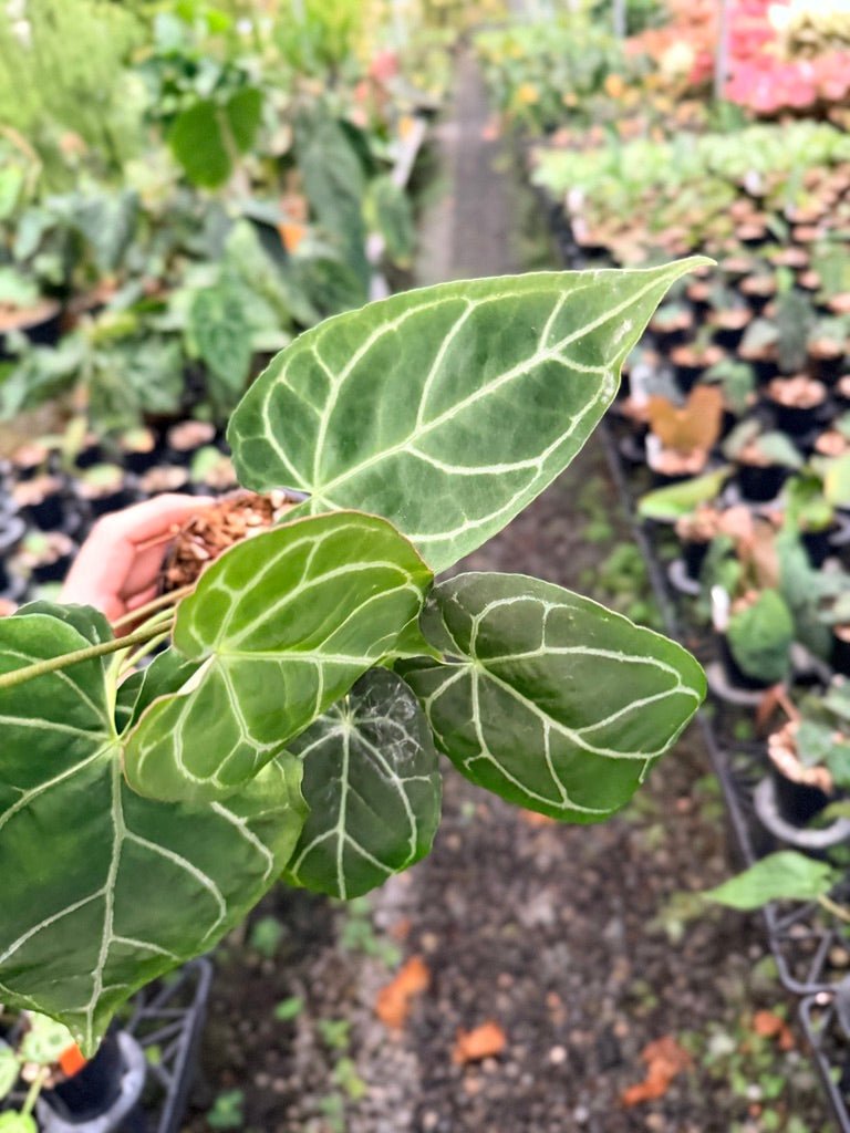 Handpicked 138 - Anthurium Crystallinum - Multi Headed | Uprooted