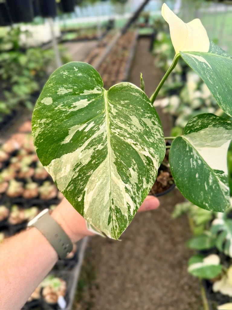 Handpicked 138 - Monstera Deliciosa Borsigiana Variegated Albo | Uprooted