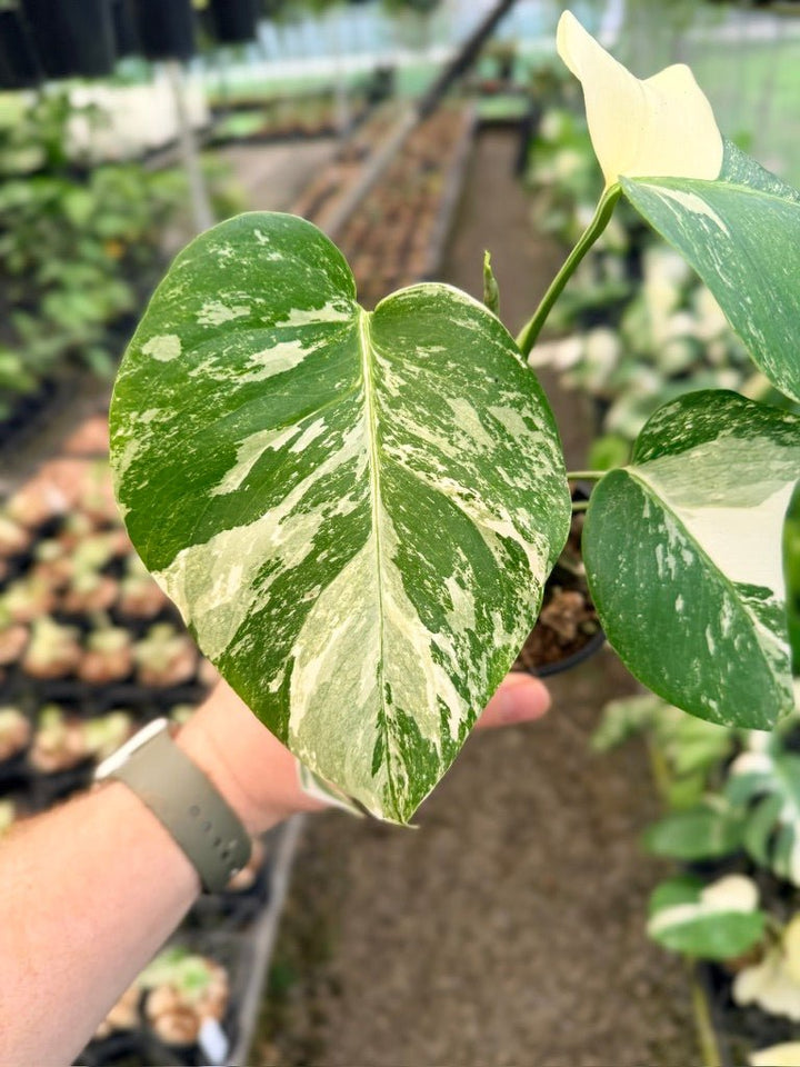 Handpicked 138 - Monstera Deliciosa Borsigiana Variegated Albo | Uprooted