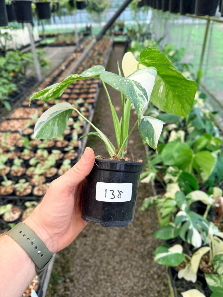 Handpicked 138 - Monstera Deliciosa Borsigiana Variegated Albo | Uprooted