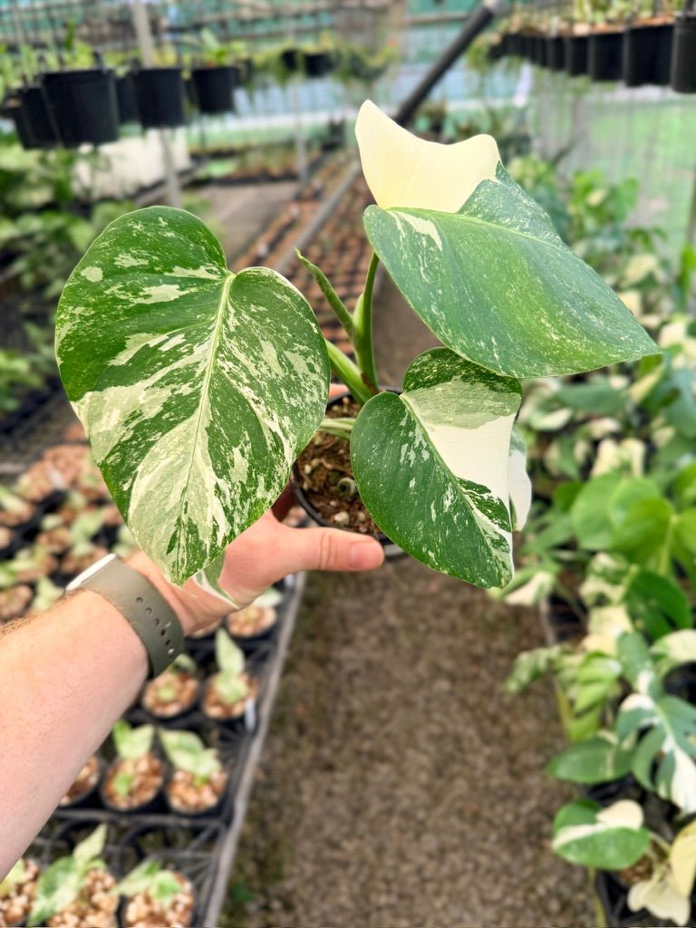 Handpicked 138 - Monstera Deliciosa Borsigiana Variegated Albo | Uprooted