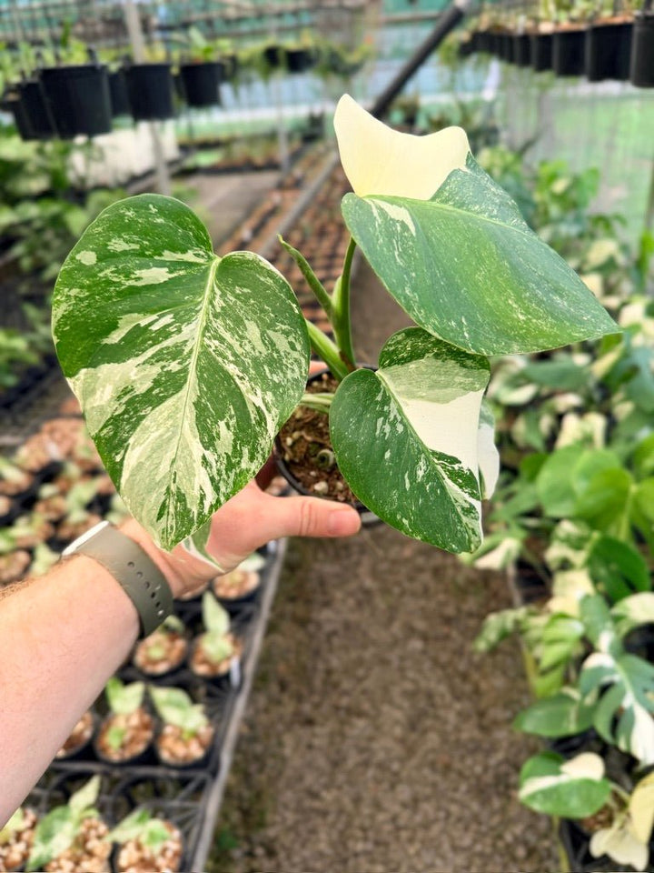 Handpicked 138 - Monstera Deliciosa Borsigiana Variegated Albo | Uprooted
