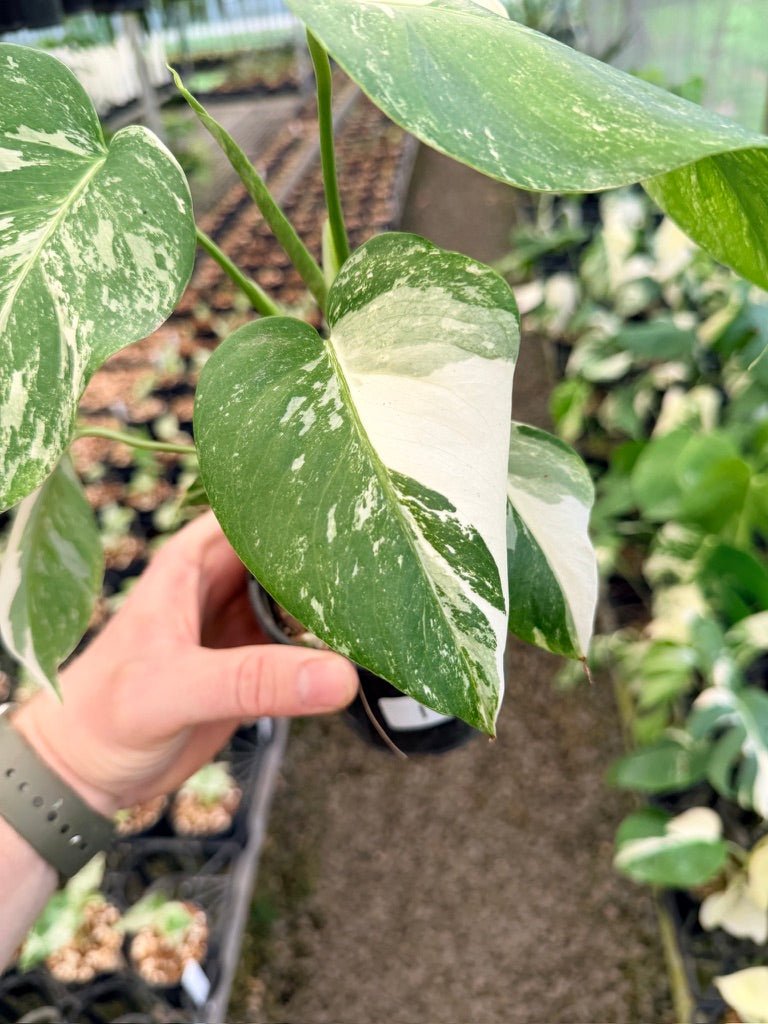 Handpicked 138 - Monstera Deliciosa Borsigiana Variegated Albo | Uprooted