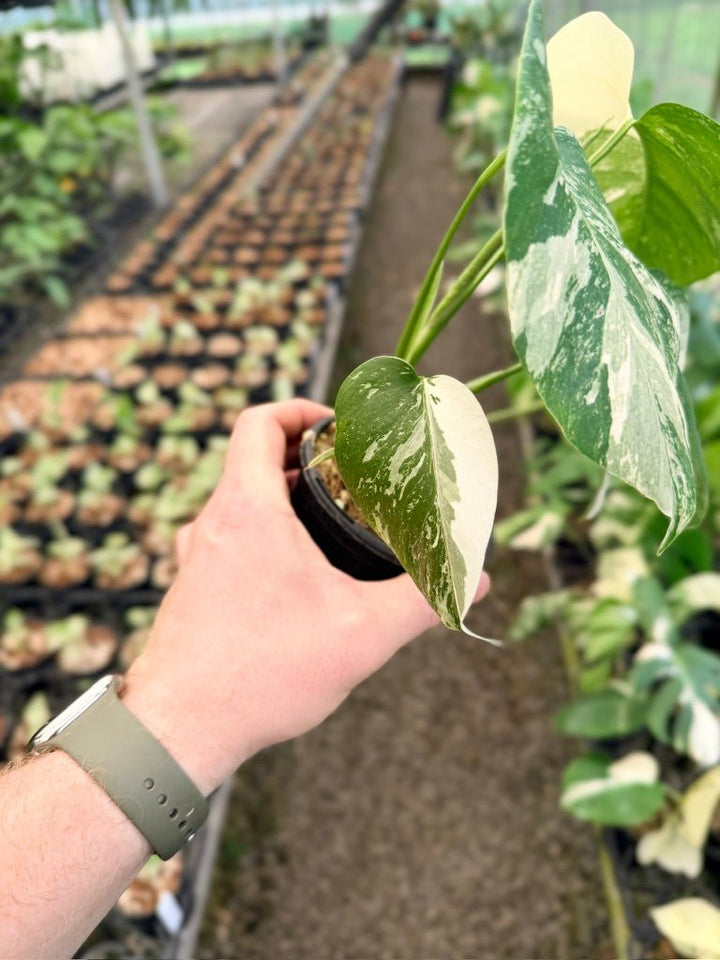 Handpicked 138 - Monstera Deliciosa Borsigiana Variegated Albo | Uprooted
