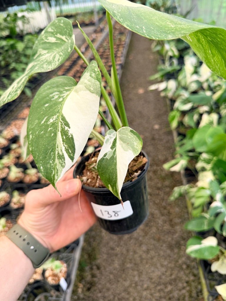 Handpicked 138 - Monstera Deliciosa Borsigiana Variegated Albo | Uprooted