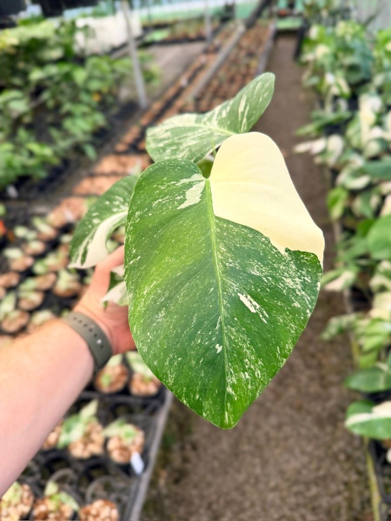 Handpicked 138 - Monstera Deliciosa Borsigiana Variegated Albo | Uprooted