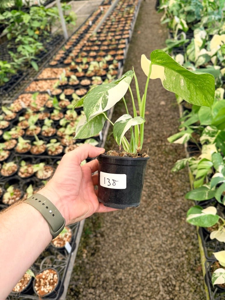 Handpicked 138 - Monstera Deliciosa Borsigiana Variegated Albo | Uprooted