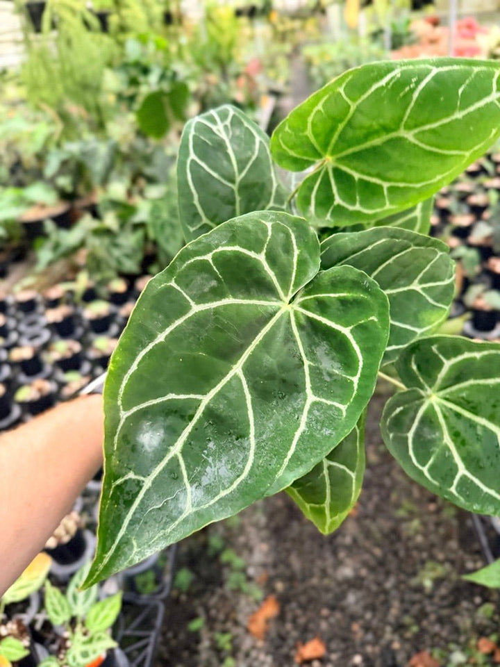 Handpicked 139 - Anthurium Crystallinum - Multi Headed | Uprooted
