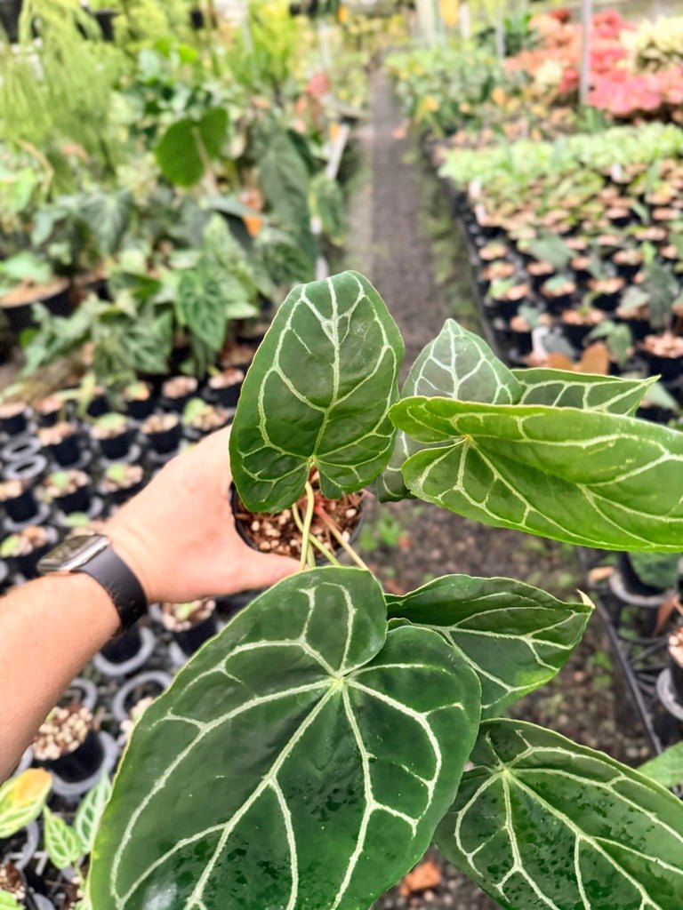 Handpicked 139 - Anthurium Crystallinum - Multi Headed | Uprooted