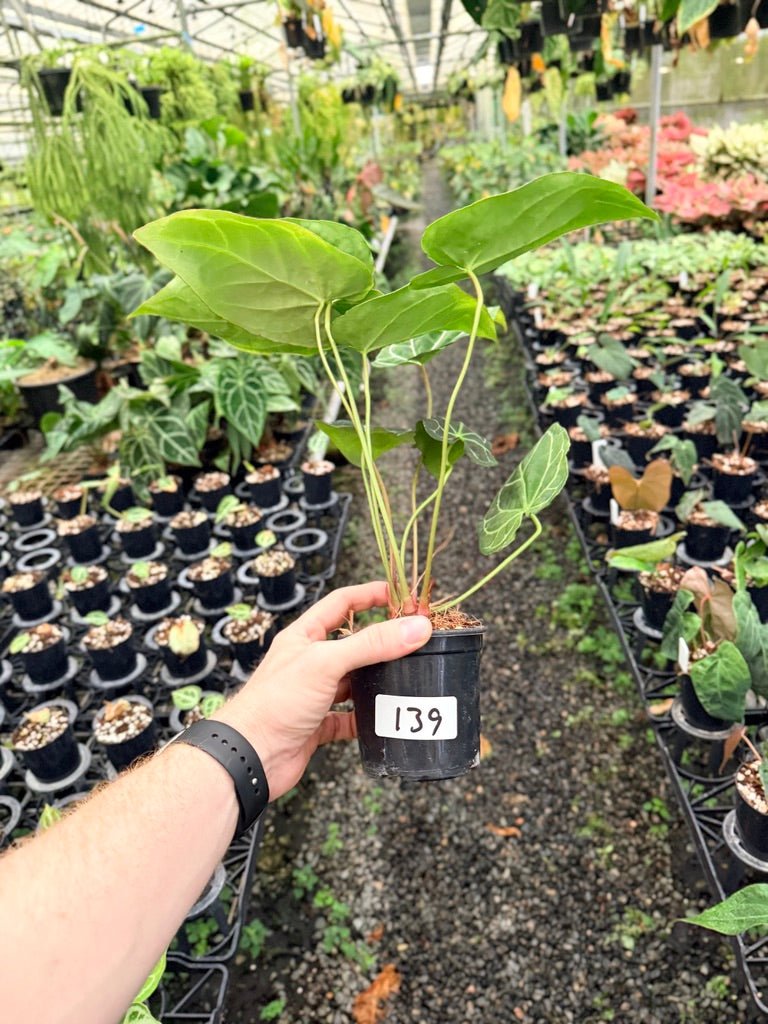 Handpicked 139 - Anthurium Crystallinum - Multi Headed | Uprooted