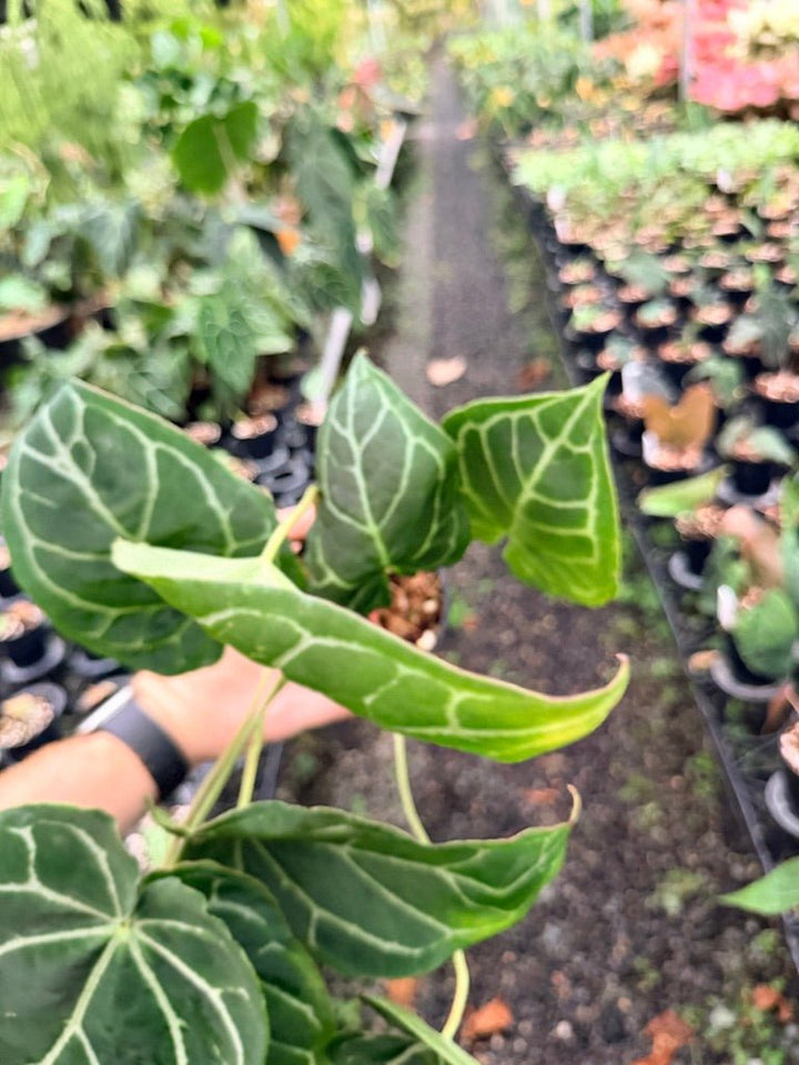 Handpicked 139 - Anthurium Crystallinum - Multi Headed | Uprooted