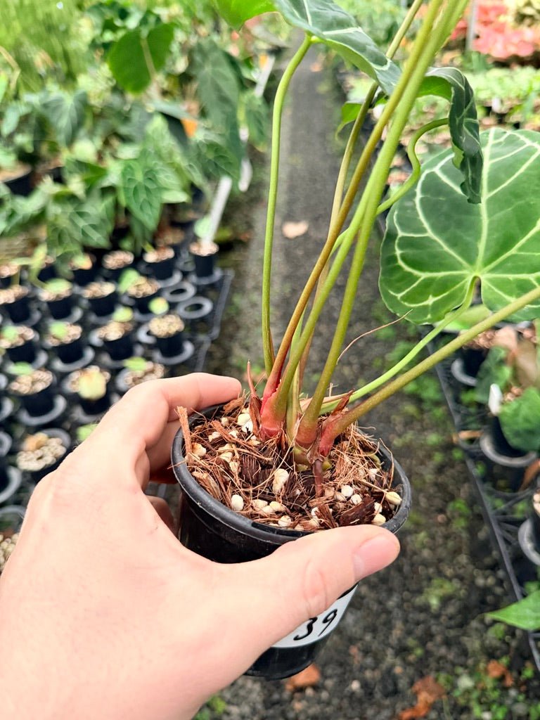 Handpicked 139 - Anthurium Crystallinum - Multi Headed | Uprooted