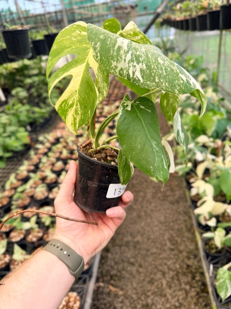 Handpicked 139 - Monstera Deliciosa Borsigiana Variegated Albo | Uprooted