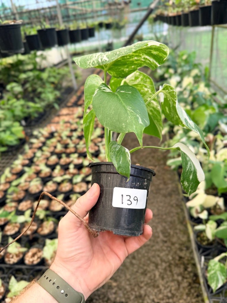 Handpicked 139 - Monstera Deliciosa Borsigiana Variegated Albo | Uprooted