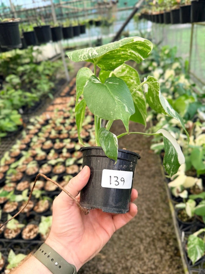 Handpicked 139 - Monstera Deliciosa Borsigiana Variegated Albo | Uprooted