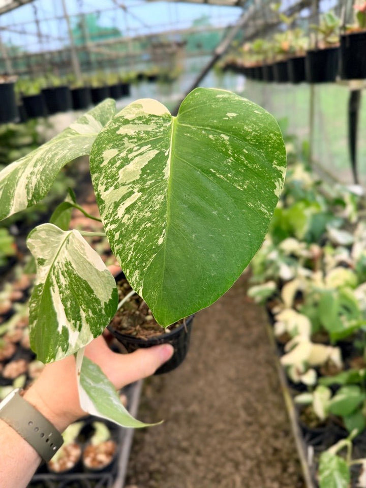 Handpicked 139 - Monstera Deliciosa Borsigiana Variegated Albo | Uprooted