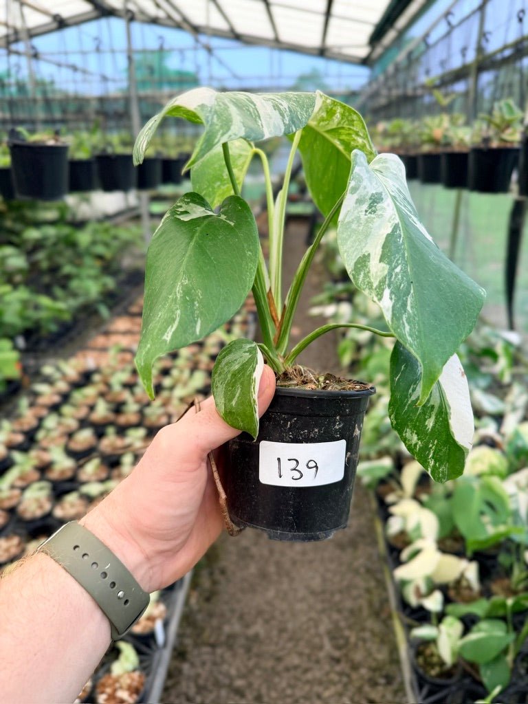 Handpicked 139 - Monstera Deliciosa Borsigiana Variegated Albo | Uprooted