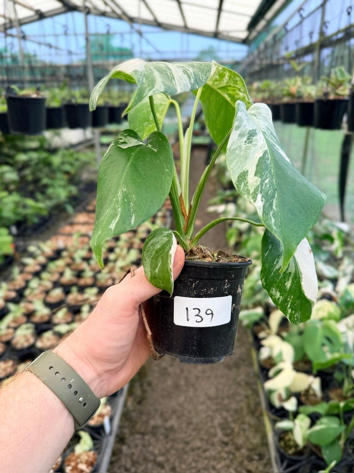 Handpicked 139 - Monstera Deliciosa Borsigiana Variegated Albo | Uprooted