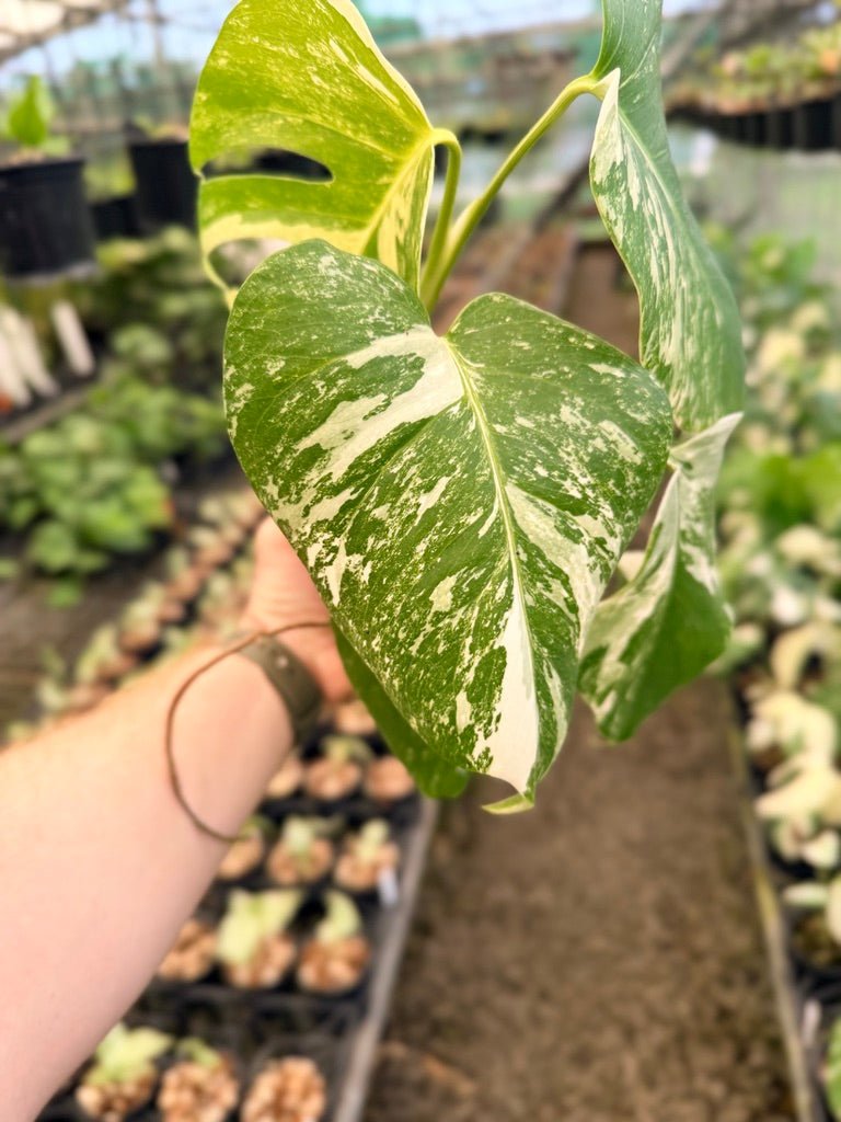 Handpicked 139 - Monstera Deliciosa Borsigiana Variegated Albo | Uprooted