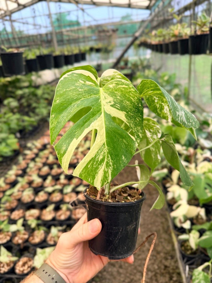 Handpicked 139 - Monstera Deliciosa Borsigiana Variegated Albo | Uprooted