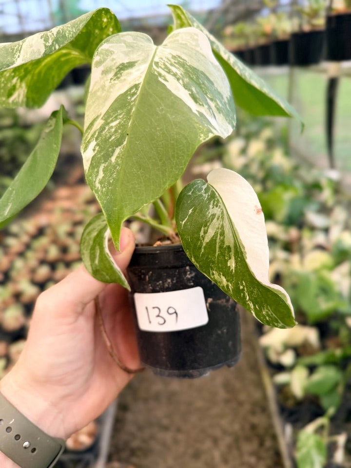 Handpicked 139 - Monstera Deliciosa Borsigiana Variegated Albo | Uprooted