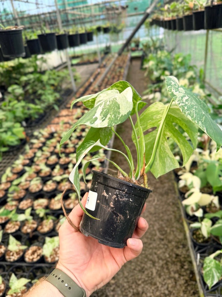 Handpicked 139 - Monstera Deliciosa Borsigiana Variegated Albo | Uprooted