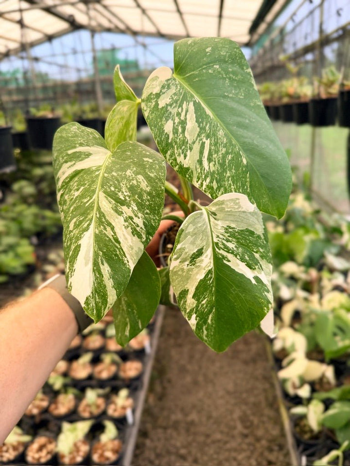 Handpicked 139 - Monstera Deliciosa Borsigiana Variegated Albo | Uprooted