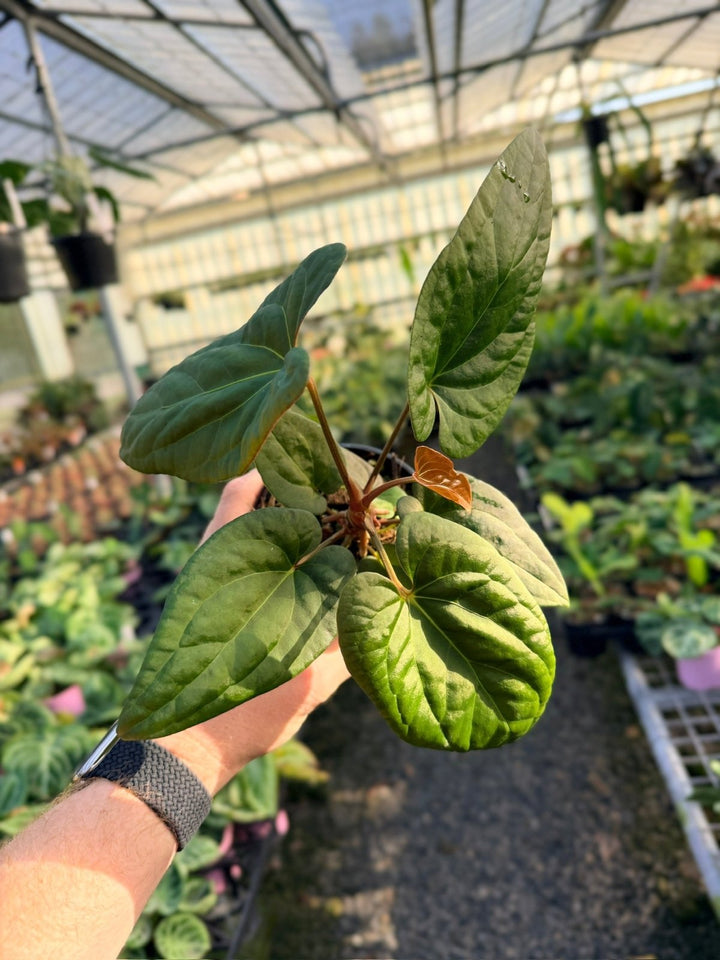 Handpicked 14 - Anthurium Papillilaminum x Luxurians | Uprooted
