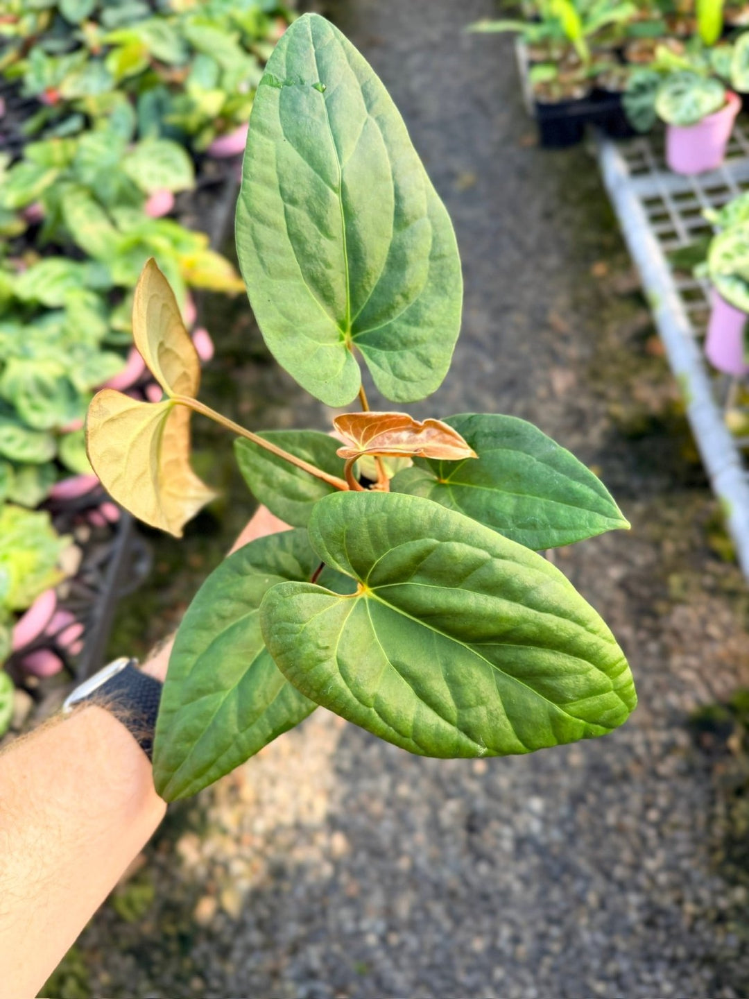 Handpicked 14 - Anthurium Papillilaminum x Luxurians | Uprooted