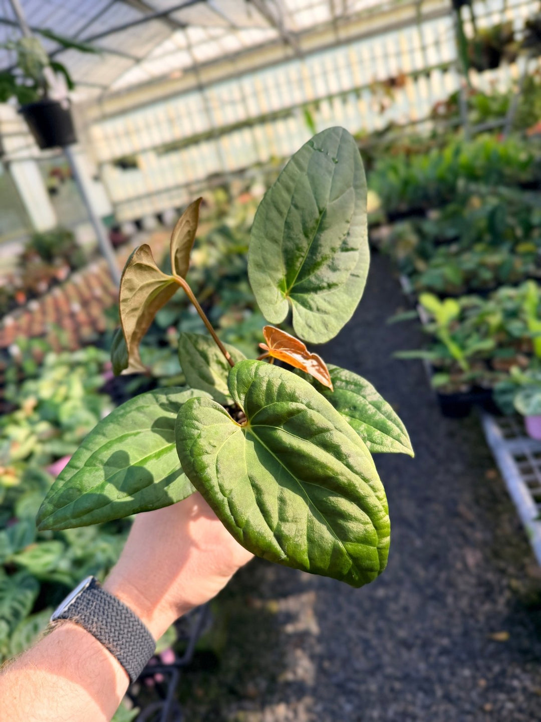 Handpicked 14 - Anthurium Papillilaminum x Luxurians | Uprooted