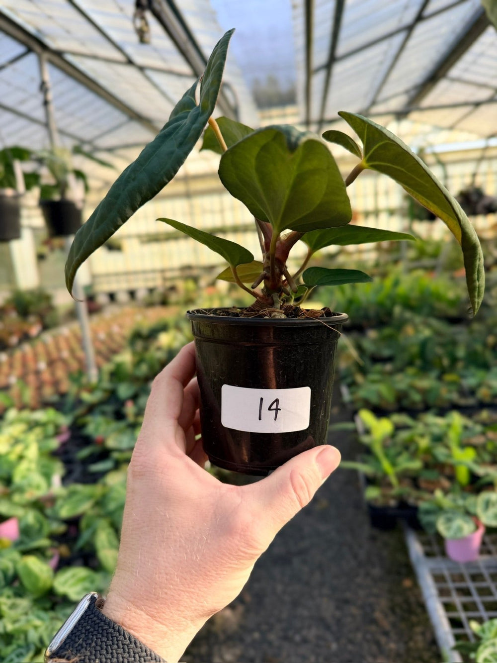 Handpicked 14 - Anthurium Papillilaminum x Luxurians | Uprooted