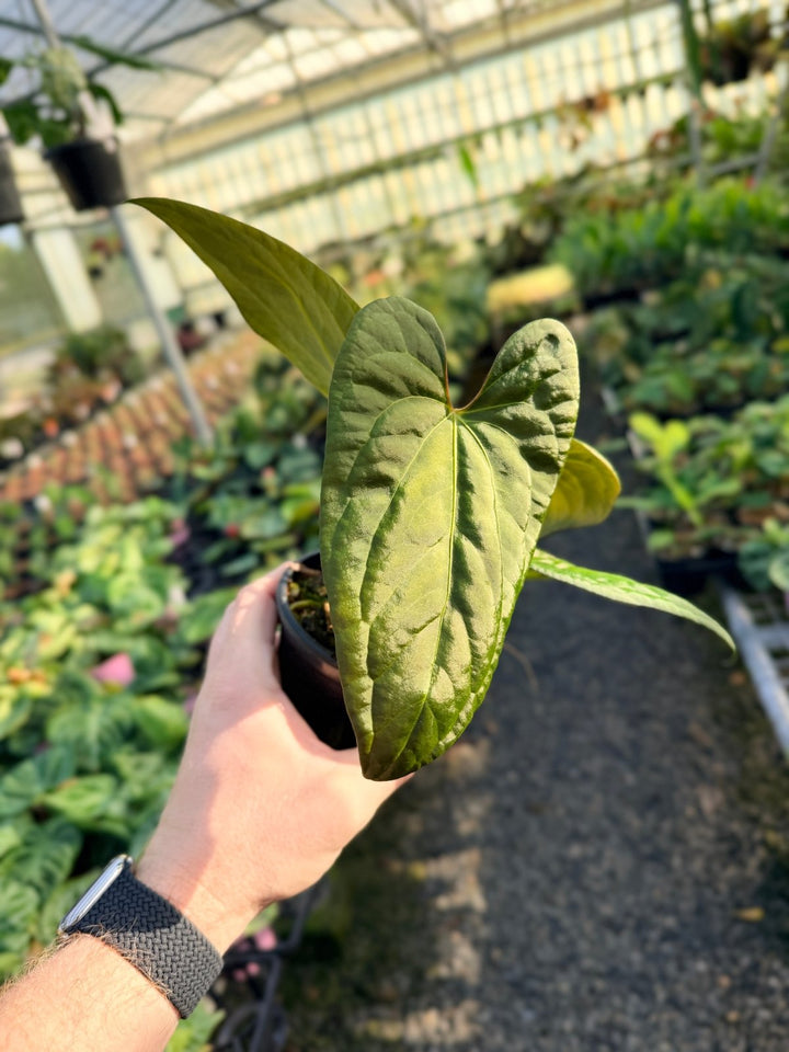 Handpicked 14 - Anthurium Papillilaminum x Luxurians | Uprooted